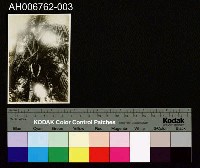 藏品(日治臺灣果物椰子照片)的圖片